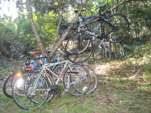 Bikes in a tree